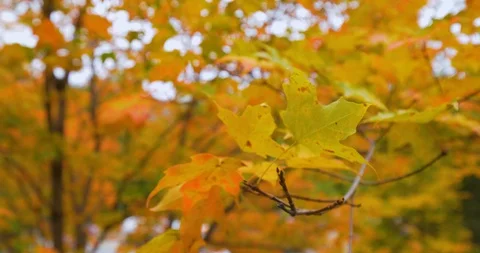 Sun Peaks Through Colorful Fall Autumn Leaves in State Park, Lens Flare Stock Footage 102401068
