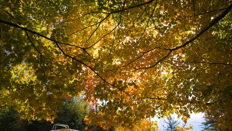 Sun Peaks Through Colorful Fall Autumn Leaves in State Park, Lens Flare Stock Footage