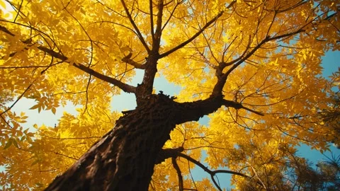 Sun Peaks Through Colorful Fall Autumn Leaves In State Park, Lens Flare Vide Vídeo Stock 329400231