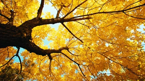 Sun Peaks Through Colorful Fall Autumn Leaves In State Park, Lens Flare Vide Stock Footage 329400236