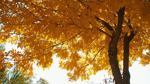 Sun Peaks Through Colorful Fall Autumn Leaves In State Park, Lens Flare Vide Stock Footage 329400241