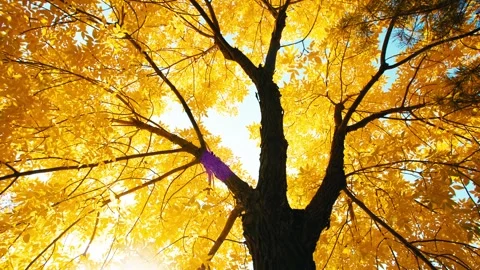 Sun Peaks Through Colorful Fall Autumn Leaves In State Park, Lens Flare Vide Stock Footage 329400255