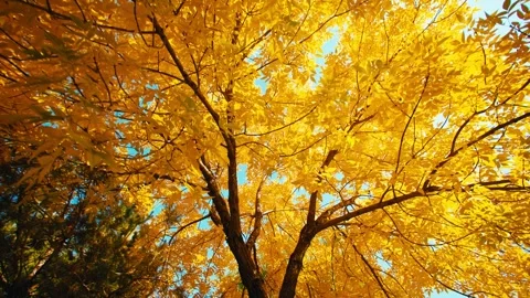 Sun Peaks Through Colorful Fall Autumn Leaves In State Park, Lens Flare Vide 動画素材 329400256
