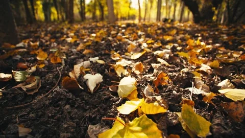 Sun Peaks Through Colorful Fall Autumn Leaves In State Park, Lens Flare Vide 動画素材 329455989