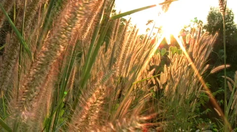 Sun Peaks Through The Tall Grass 스톡 동영상 2103439