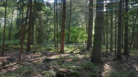 The Sun Peaks Through The Tree Line In A Dense Green Forest, Wide Shot 스톡 동영상 307703339