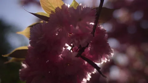 Sun peeking behind a pink cherry blossom 스톡 동영상 130381480