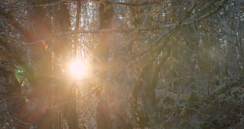 Sun peeking from behind trees creating god rays and lens flares in 4k Stockbeeldmateriaal 144446961