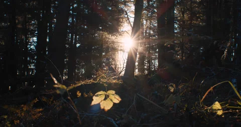 Sun peeking from behind trees in a forest with plants in the foreground in 4k Stockbeeldmateriaal 144439690