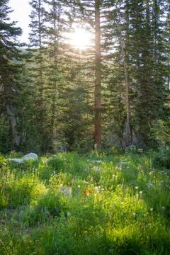Sun Peeking From Behind Trees Foto stock