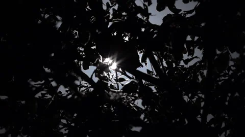 Sun Peeking Between Green Leaves Video stock 317888754