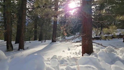 Sun peeking in between pine trees with a thick snow on the ground Stock Footage 230064555