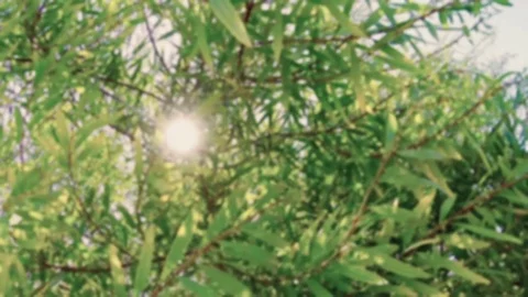 Sun Peeking 動画素材 77074738