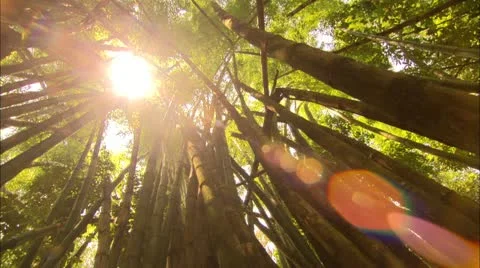 Sun Peeking Through Bamboo Forest, Tijuca Brazil HD Video Stock Footage
