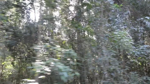 The sun peeking through the branches of the Amazon jungle Stock Footage 101776826