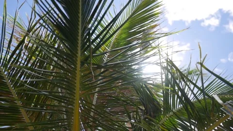 Sun peeking through coconut trees at canoe beach Stock Footage 158070682