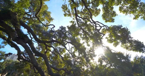 Sun Peeking Through Giant Tree, Treaty Oak , Jacksonville, Slow Motion Stock Footage 105378545