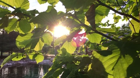 Sun peeking through green fresh foliage. summer time concept Stock Footage 154674990