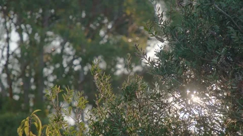 Sun peeking through native Australian bush with Eucalyptus in background Stock Footage 308162335