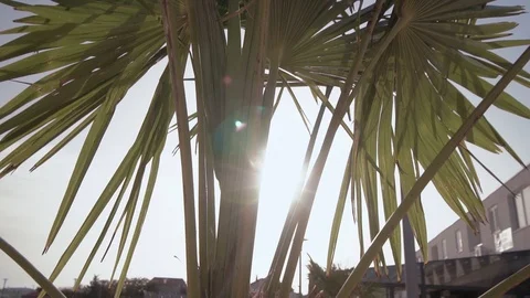 Sun peeking through palm tree leaves silhouettes on a windy day at sunset in Los Video stock 121580224
