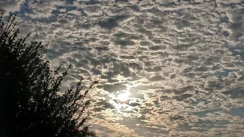 Sun Peeking Through Patterned Altocumulus Clouds and Tree 写真素材