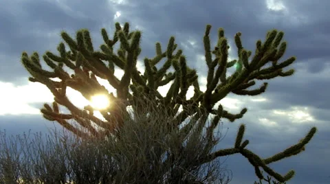 Sun Peeking Through Rain Clouds Behind Cholla Cactus Bush Stock Footage 39118446