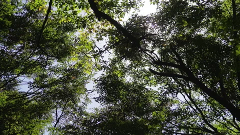 The sun peeking through the shade Stock Footage 131167412