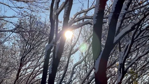 Sun peeking through snow covered tree branches Video stock 171889808