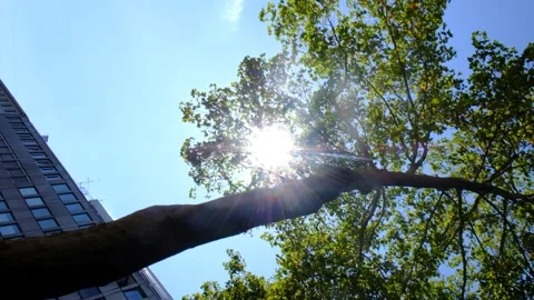 Sun peeking through a tree in a city in Germany (Karlsruhe) Video stock 234889514