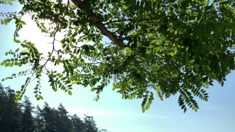 Sun peeking through tree Stock Footage 146994445