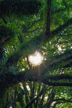 The Sun is peeking through the tree that full of Loranthus plants. Stock Photos
