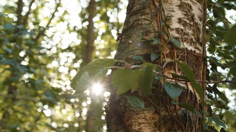 Sun peeking through Trees behind Old Trunk in the Forest / Lense Flare  Vídeos de archivo 129332306