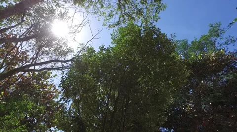 Sun peeking through trees as camera pans Stock Footage 60618487