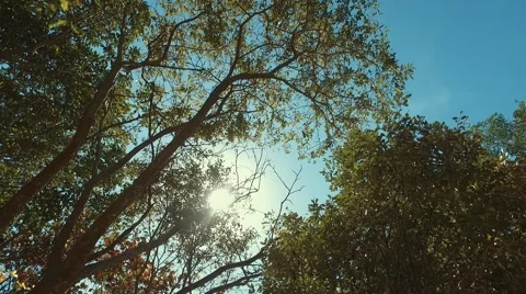 Sun peeking through trees as camera pans Stock Footage 60618693