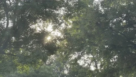 Sun Peeking Through Trees of Delhi on a Drive Stock Footage 234039019