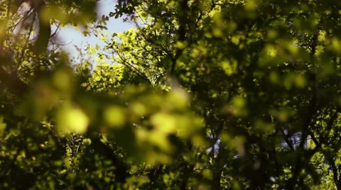 Sun Peeking Through the Trees 33804208