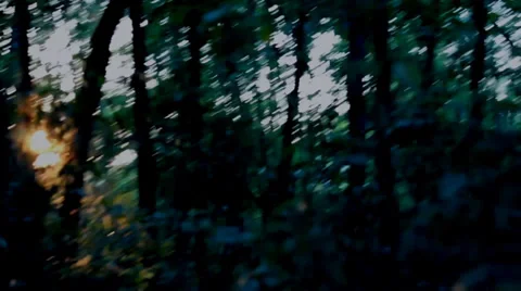 Sun peeking through trees Stock Footage 39932359