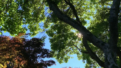 Sun peeking through trees Stock Footage 146864719