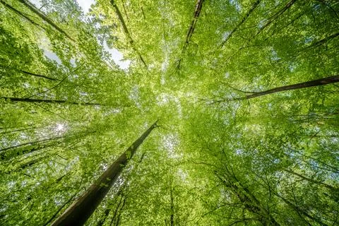 Sun peeking through trees in forest, casting beautiful shades on the ground.. Stock Photos