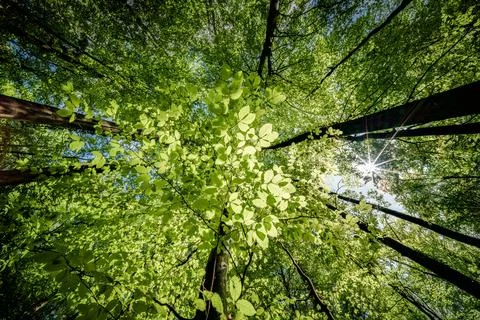 Sun peeking through trees in forest, casting beautiful shades on the ground.. Stock Photos