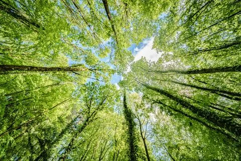 Sun peeking through trees in forest, casting beautiful shades on the ground.. Stock Photos