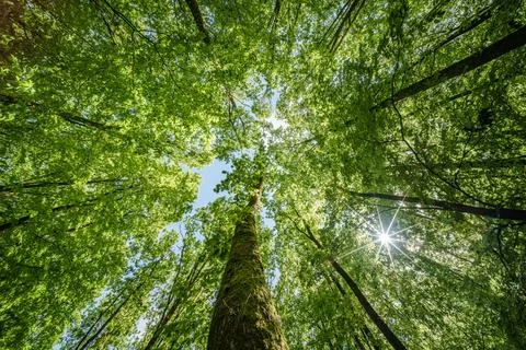 Sun peeking through trees in forest, casting beautiful shades on the ground.. Stock Photos