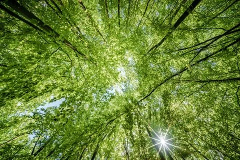 Sun peeking through trees in forest, casting beautiful shades on the ground.. Stock Photos