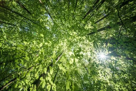 Sun peeking through trees in forest, casting beautiful shades on the ground.. Stock Photos