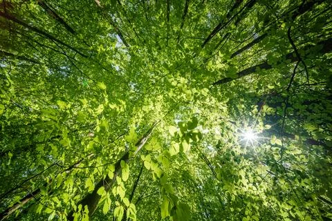 Sun peeking through trees in forest, casting beautiful shades on the ground.. Stock Photos