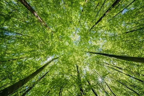 Sun peeking through trees in forest, casting beautiful shades on the ground.. Stock Photos