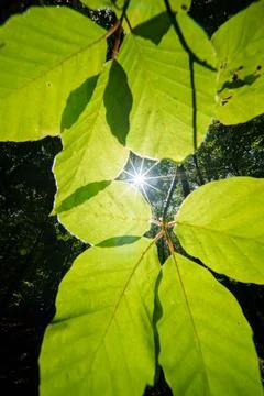 Sun peeking through trees in forest, casting beautiful shades on the ground.. Stock Photos