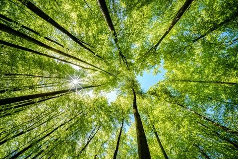 Sun peeking through trees in forest, casting beautiful shades on the ground.. Stock Photos