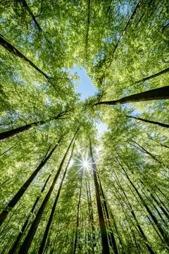 Sun peeking through trees in forest, casting beautiful shades on the ground.. Stock Photos