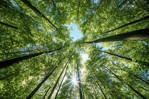 Sun peeking through trees in forest, casting beautiful shades on the ground.. Stock Photos